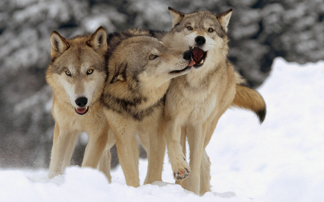 A Scholarly Pack of Wolves